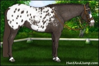 Horse Color:Liver Chestnut Frame Appaloosa