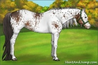 Horse Color:White Spotted Liver Chestnut 