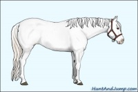 Horse Color:Palomino Appaloosa