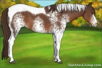 Horse Color:White Spotted Liver Chestnut Tobiano 