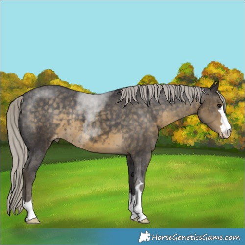 Horse Color:Silver Smoky Black Varnish 