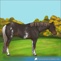 Horse Color:White Spotted Liver Chestnut 