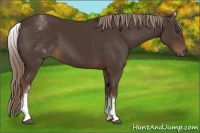 Horse Color:White Spotted Liver Chestnut 