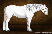 Horse Color:Buckskin Appaloosa 