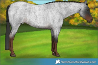 Horse Color:Liver Red Roan 