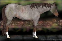 Horse Color:Liver Red Roan 