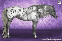 Horse Color:White Spotted Liver Chestnut Ice Appaloosa 