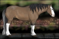 Horse Color:Bay Dun Splash