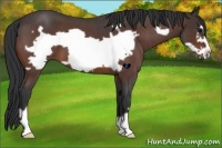 Horse Color:Bay Roan Frame