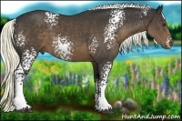 Horse Color:White Spotted Liver Chestnut