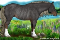 Horse Color:Liver Chestnut Rabicano