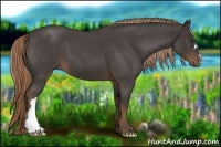 Horse Color:Liver Red Roan