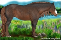 Horse Color:Liver Chestnut 