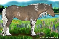 Horse Color:White Spotted Liver Chestnut Rabicano 