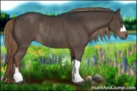 Horse Color:Liver Chestnut Rabicano