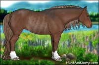 Horse Color:Liver Chestnut Rabicano