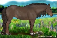 Horse Color:Liver Chestnut Rabicano 