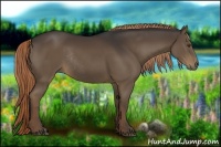 Horse Color:Liver Chestnut Rabicano