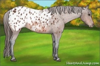 Horse Color:Bay Appaloosa 