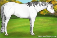 Horse Color:Bay Sabino Frame 