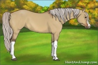 Horse Color:Silver Bay Dun