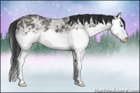Horse Color:Grullo Ice Splash