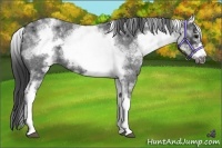 Horse Color:White Spotted Blue Roan Frame 