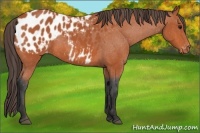 Horse Color:Bay Appaloosa 