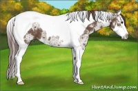Horse Color:Liver Chestnut Ice Splash Tobiano 
