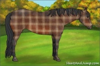 Horse Color:Plaid Bay