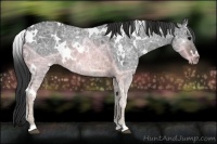 Horse Color:White Spotted Brown Ice 
