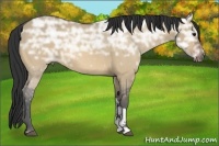 Horse Color:Bay Ice Dun