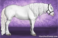 Horse Color:Palomino Pearl Sabino Appaloosa 
