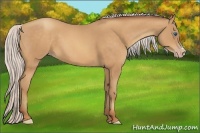 Horse Color:Silver Amber Champagne Frame 