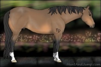 Horse Color:Buckskin 