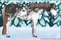 Horse Color:Liver Chestnut Sabino 