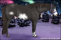 Horse Color:Liver Chestnut Sabino Frame 