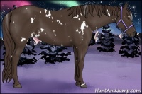 Horse Color:White Spotted Liver Chestnut