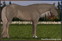 Horse Color:Chocolate Palomino Sabino