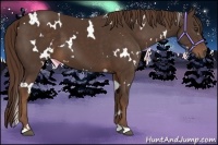 Horse Color:White Spotted Liver Chestnut 