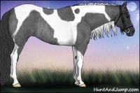 Horse Color:Blue Roan Tobiano Rabicano 