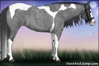 Horse Color:Smoky Blue Roan Splash Tobiano