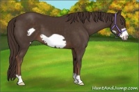 Horse Color:Liver Chestnut Frame 