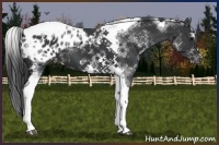 Horse Color:White Spotted Black Splash Tobiano Frame Appaloosa