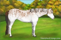 Horse Color:White Spotted Chestnut  and White Spotted Bay 