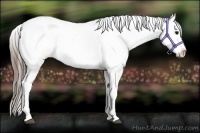 Horse Color:Blue Roan Splash Appaloosa