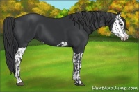 Horse Color:Black  and Black Splash 