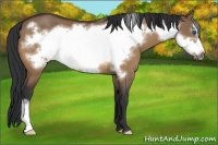 Horse Color:Bay Dun Frame 