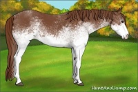 Horse Color:White Spotted Chestnut 
