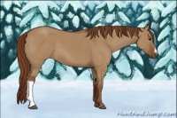Horse Color:Red Dun